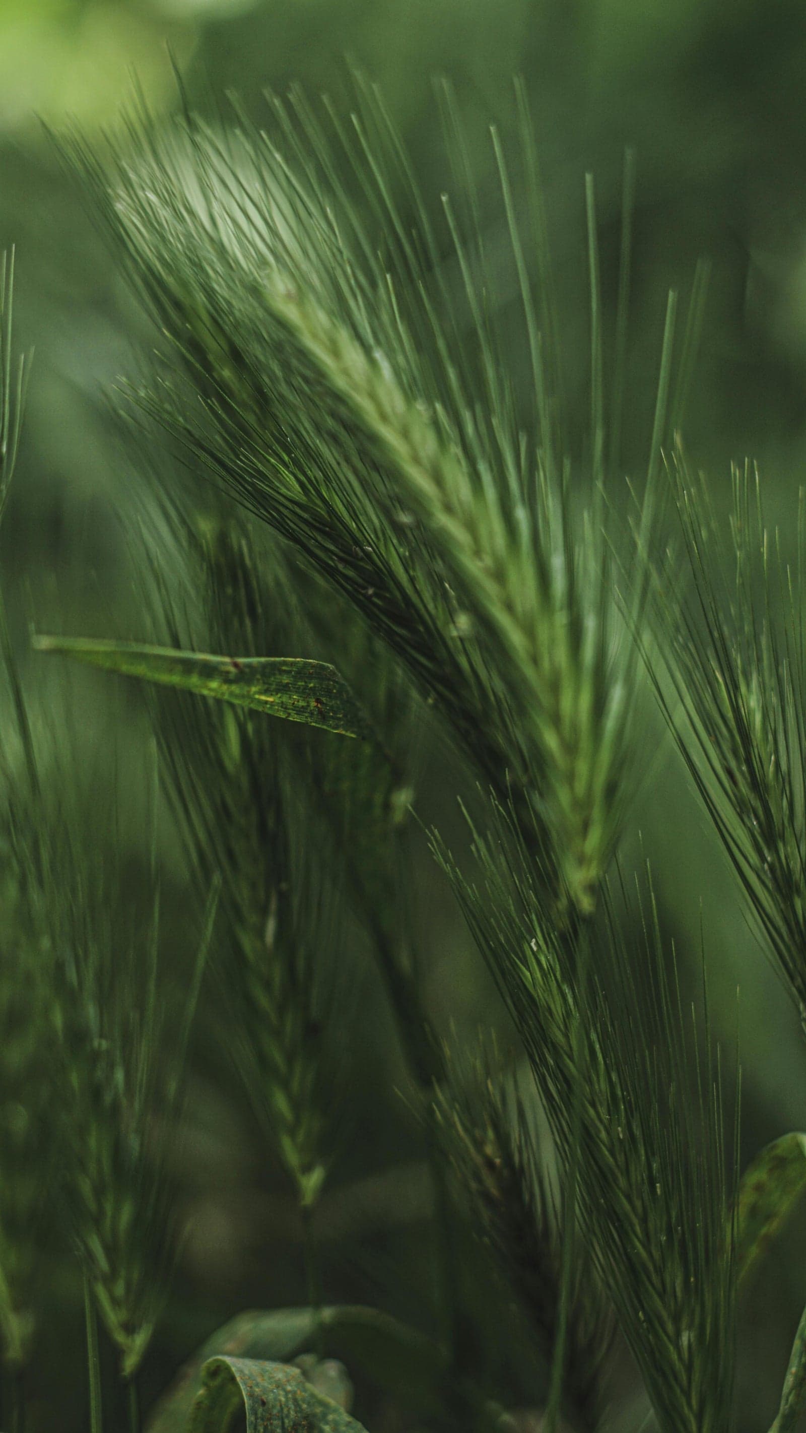 Buckwheat sourcing and quality